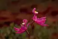 Wild pink orchid