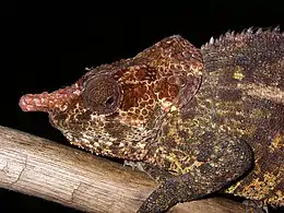 Male, Ranomafana
