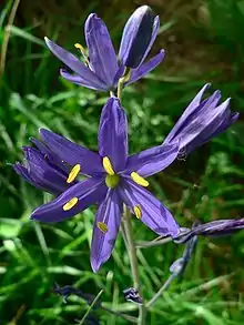 Flowers in Corvallis,&nbsp;Oregon