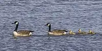 pair with chicks, Norfolk
