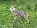 Wolf