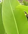 Canna 'Argentina', I. Cooke 1999