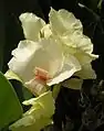 Canna 'Eureka'