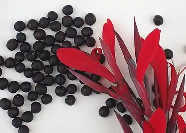 Seeds