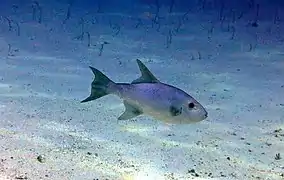 Ocean triggerfishe (Canthidermis macrolepis)