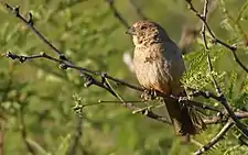 Canyon Towhee