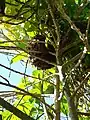 A bee swarm of Cape Honey bees.