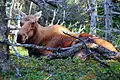A moose resting in the park