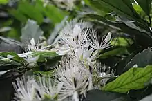 C. micracantha Flowers