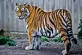 An Amur tiger (Panthera tigris tigris as of 2017)