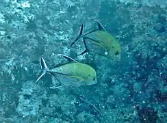 Black jack (Caranx lugubris)