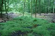 In its typical habitat