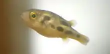 Left-side view of a juvenile dwarf pufferfish against a blank background.