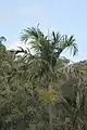 Carpentaria acuminata at Mount Coot-Tha, Brisbane
