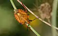 Carpocoris mediterraneus