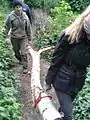 Carrying a birch log for path edging