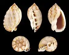 Casmaria erinaceus