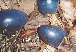 Fruits