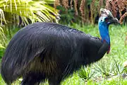 Cassowary