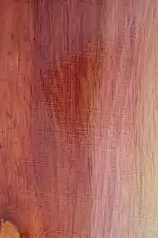 Casuarina equisetifolia