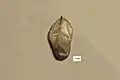 C. equisetifolia seed