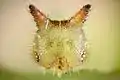 Head of the caterpillar