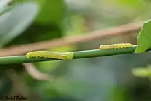 Caterpillars of Small salmon arab on Salvadora persica, UAE