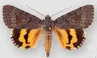 Catocalini: Catocala chelidonia