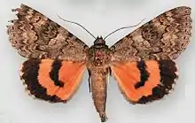 Catocala hermia f. dianthaHermia underwing