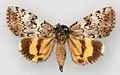 Catocala connubialis f. sanctaconnubial underwing