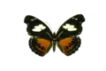 Female, mounted, upperside