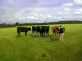 Cattle Farming