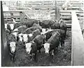 Spade steer calves at Kansas City Stockyards (ca. 1903)