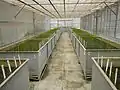 Controlled experiments of rice varieties at PhilRice.