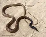 Coachwhip snake (Masticophis flagellum)