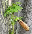 Bark and sucker with single ripe pod