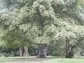 Canopy