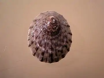 Apical view