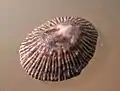 Cellana radiata capensis