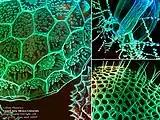 Cellular Photonics Eastern New Mexico University