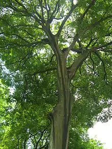 Chinese hackberry (C.&nbsp;sinensis)