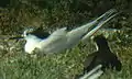 Sooty and Sandwich terns in colony