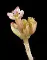 Flower, close-up