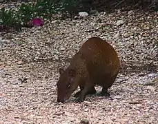 Central American agouti at Queen Elizabeth II Botanic Park