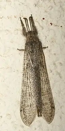 Male Centroclisis vitanda