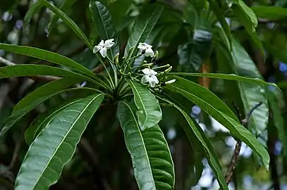 Leaves
