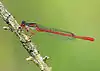 Ceriagrion tenellum