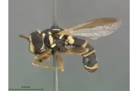 Ceriana ancoralis