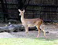 Prague zoo