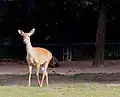 Prague zoo